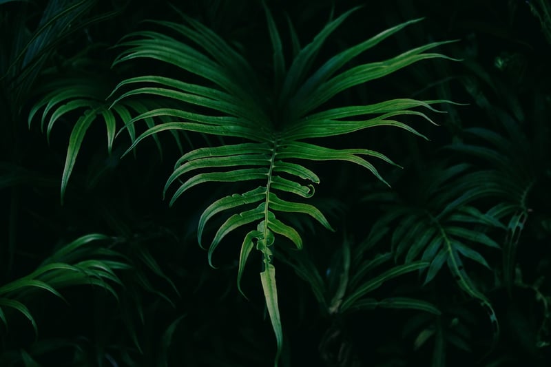 Vertical Garden Plants